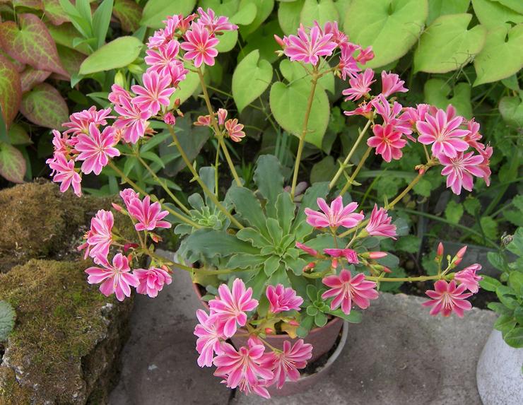 Sådan plantes og transplanteres Levisia