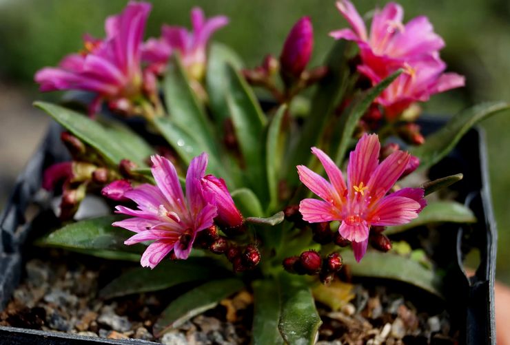Levisia fodres sjældent