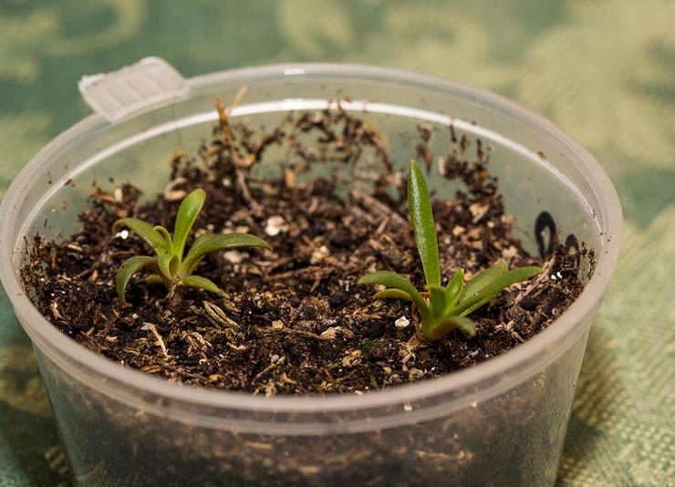 Avlsmetoder til levisia