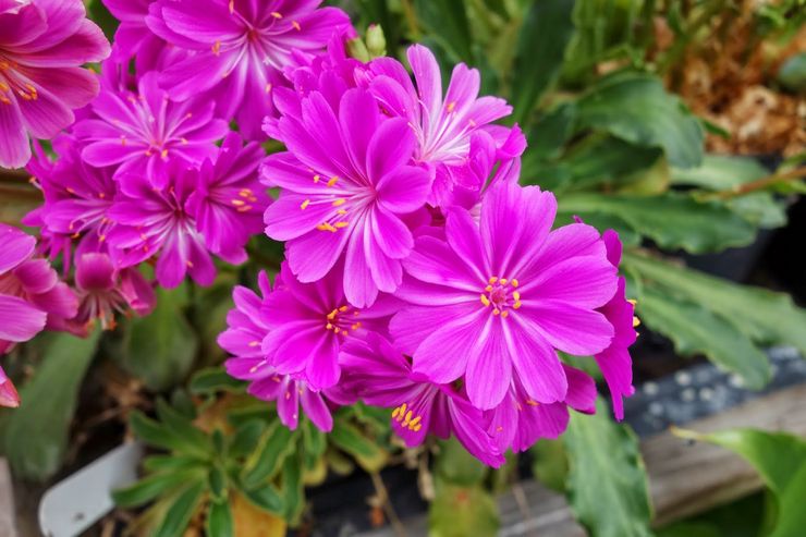 Levisia konstellation