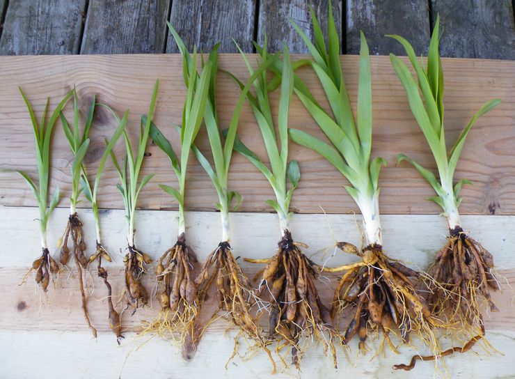 Daylily -kasvatusmenetelmät