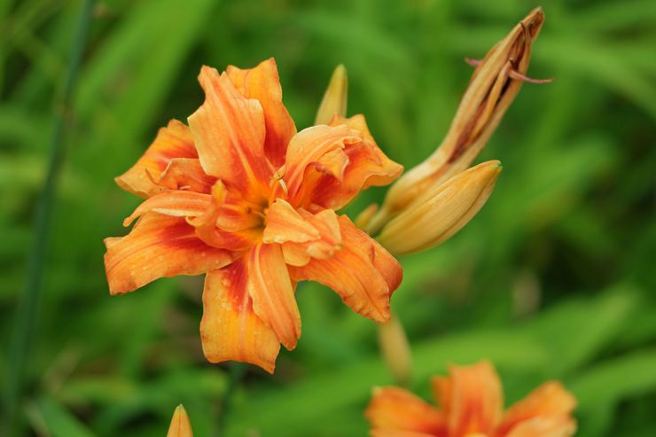 Daylily oranssi