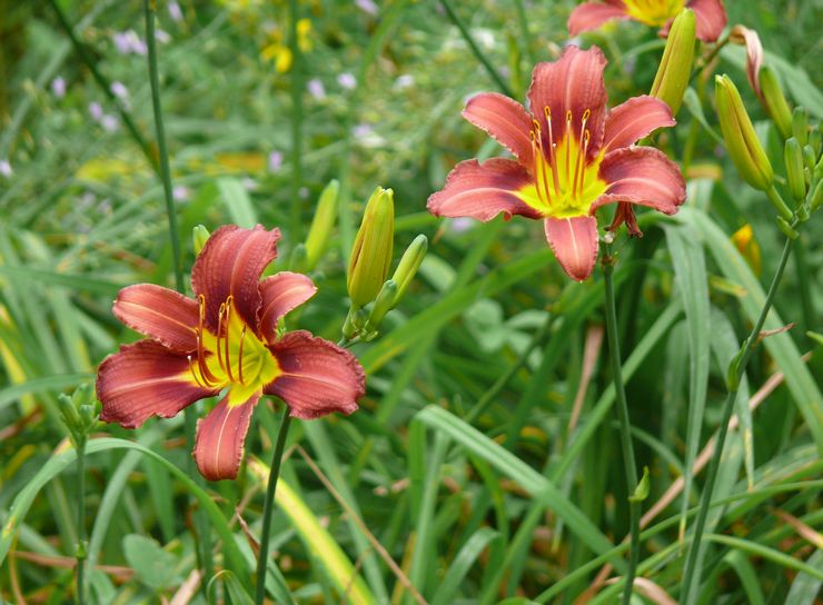 Daylily kuvaus