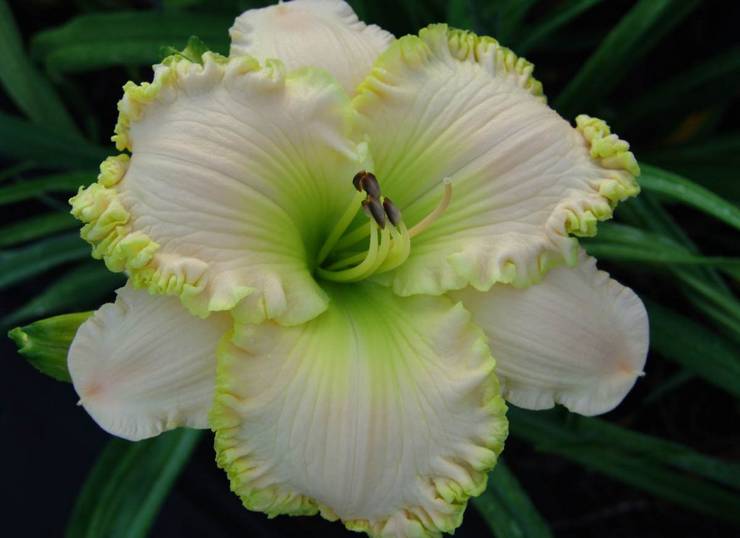 Daylily valkoinen
