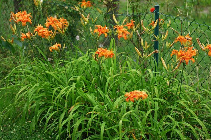 Päivänliljan hoito