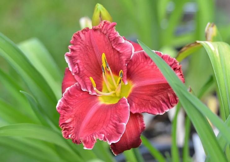 Daylily kasvi