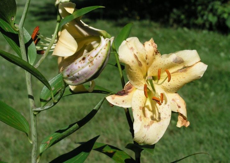 Liljojen kasvatuksen vaikeudet