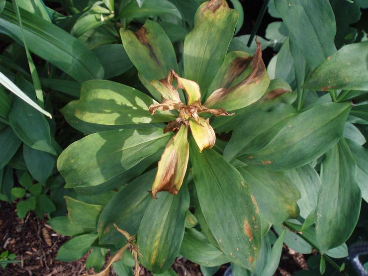 Liljojen sairaudet ja tuholaiset