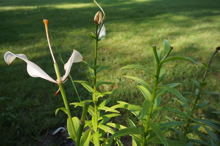 Liljat kukinnan jälkeen