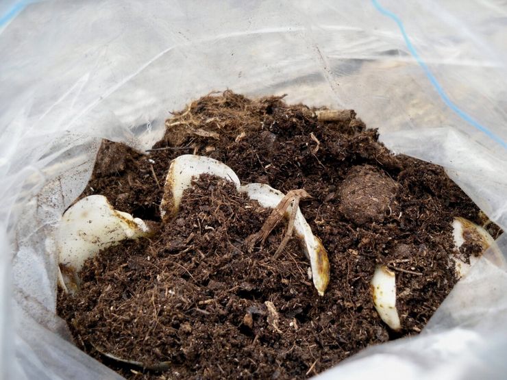 Lilja -sipulien säilyttäminen