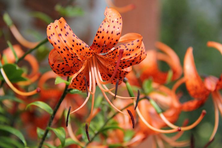 Kiharat liljahybridit