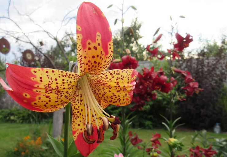 Amerikkalaiset liljahybridit