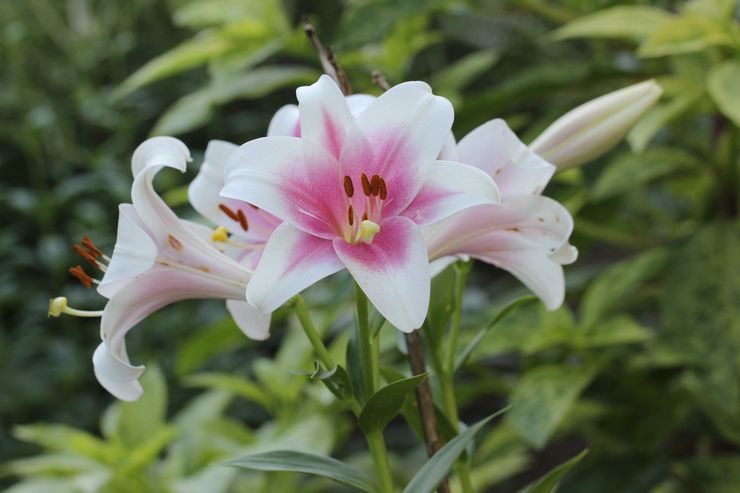 Itämaiset liljahybridit