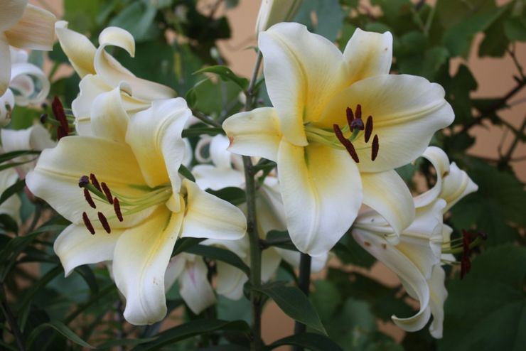 OT (OR) liljahybridit