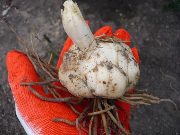 Lilja -sipulien valmistaminen