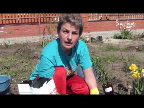 Kuinka istuttaa liljat keväällä. Sivusto