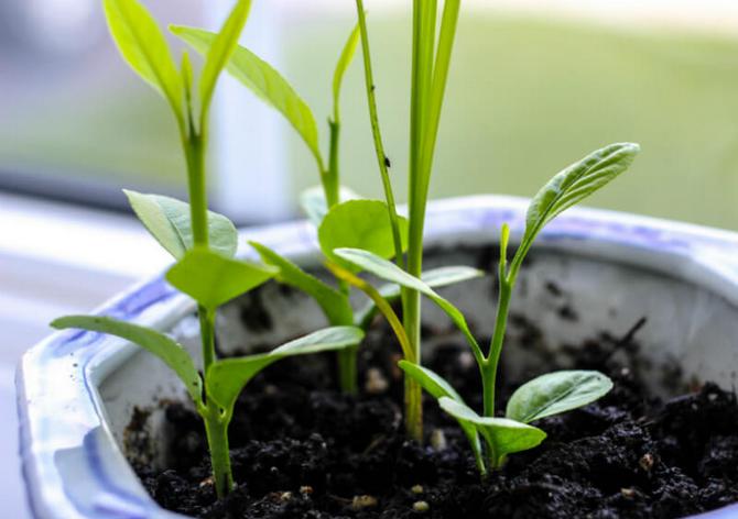 Der er tre klassiske måder at forplante en citron hjemme: stiklinger, frø (frø) og lagdeling