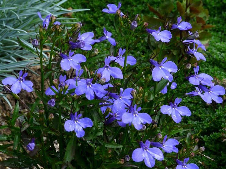 Lobelia Erinus