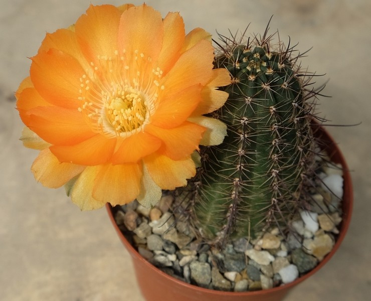 Lobivia pleje derhjemme