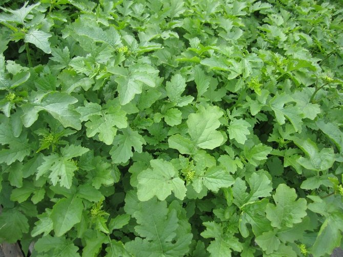 Sinapin avulla maaperä rakennetaan kolmen metrin syvyyteen