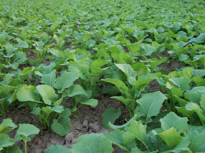 Tämä kasvi kasvaa huonosti savella ja kostealla maaperällä.