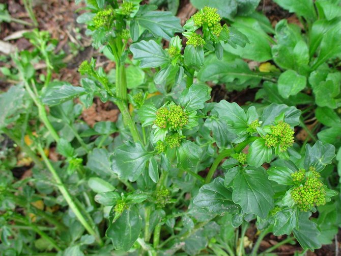 Tämä siderat rakastaa kastelua erittäin paljon.