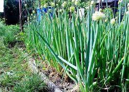 Οι σπόροι σπέρνονται το δεύτερο μισό του Απριλίου και τα σπορόφυτα μεταμοσχεύονται στον κήπο το δεύτερο μισό του Ιουνίου. Μπορείτε να μαζέψετε χόρτα ήδη τον Σεπτέμβριο. Για σπορόφυτα, ετοιμάστε το ακόλουθο μείγμα εδάφους: σε ένα κουβά μείγματος, pe