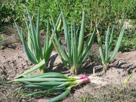 Τα σπορόφυτα μεταμοσχεύονται στον κήπο όχι νωρίτερα από τα μέσα Ιουνίου, όταν το έδαφος θερμαίνεται καλά και δεν υπάρχει κίνδυνος παγετού. Τα φυτά είναι έτοιμα για φύτευση ηλικίας 2 μηνών, τα οποία έχουν καλά ανεπτυγμένες ρίζες, είμαστε 3-4 άτομα
