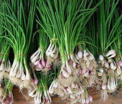 Μπορείτε να φυτέψετε σπορόφυτα σε ανοιχτό έδαφος αρκετές φορές όλο το χρόνο - στα μέσα της άνοιξης, τον πρώτο και τον δεύτερο μήνα του καλοκαιριού, στο τέλος Οκτωβρίου ή τον Νοέμβριο. Για να αποκτήσετε φτερά κρεμμυδιού στα πρώτα στάδια, σπέρνεται στο τέλος του φθινοπώρου, αφού η θερμοκρασία ρυθμιστεί στους 3-4C περίπου. Οι σπόροι είναι ενσωματωμένοι στο έδαφος κατά 2-3 cm, ανάλογα με το έδαφος