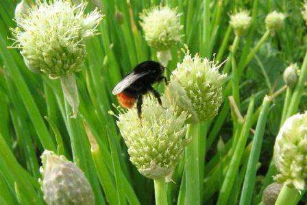 Φύτευση και φροντίδα κρεμμυδιού-μπατούν σε ανοιχτό χωράφι