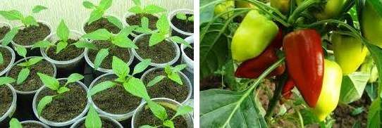 شتلات الفلفل