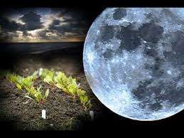 Σεληνιακό ημερολόγιο σπόρων για τον Ιανουάριο 2017 Σεληνιακό ημερολόγιο σποράς για τον 2017 κηπουρό και κηπουρό