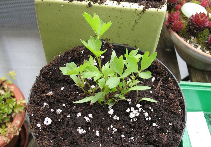 زرع بذور كاشم