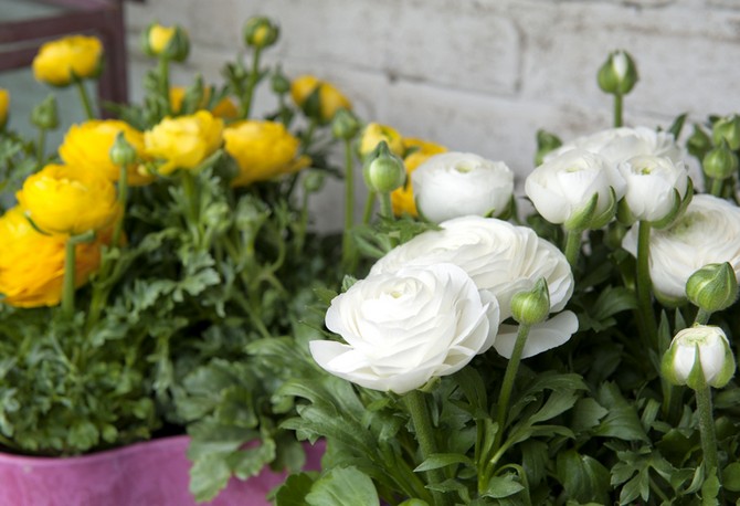 Populárne druhy a odrody