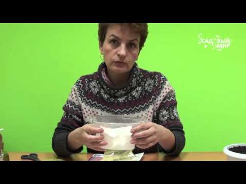 Ako pestovať sasanky a ranunculus. Stránky