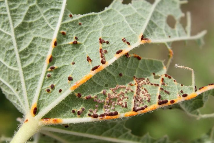 Malvan tuholaiset ja taudit