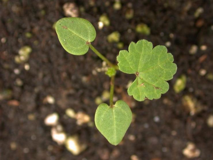 Kasvava malva siemenistä