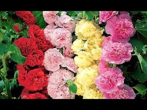 RUOSIKASVIKE NOPEA JA YKSINKERTAINEN! Kasvava siemenistä kylväminen istutus poiminta