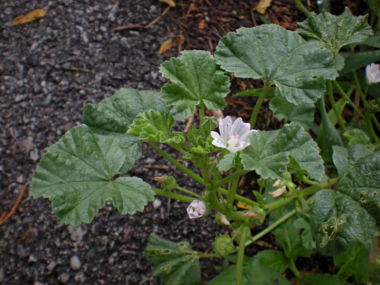 Malvan istutussäännöt