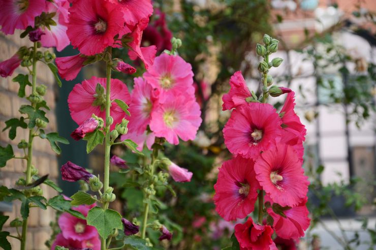 Mallow -hoidon ominaisuudet