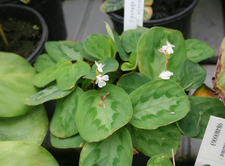 Arrowroot بلونين