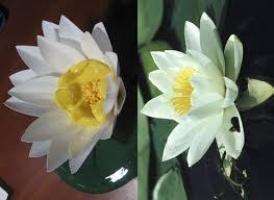 Λουλούδια και κουτιά από πλαστικά μπουκάλια. Master Class