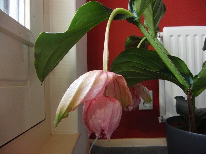 Placering af et godt drænlag i bunden af gryden er afgørende.