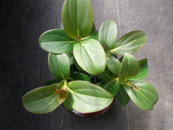 Reproduktion af medinilla