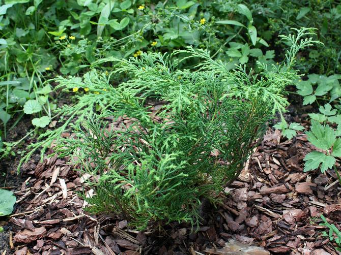 ميكروبيوتا جاكوبسن (الدنمارك)