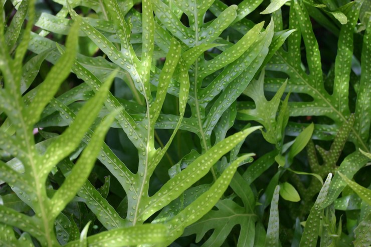 Mikrosorum -tuhatjalkainen