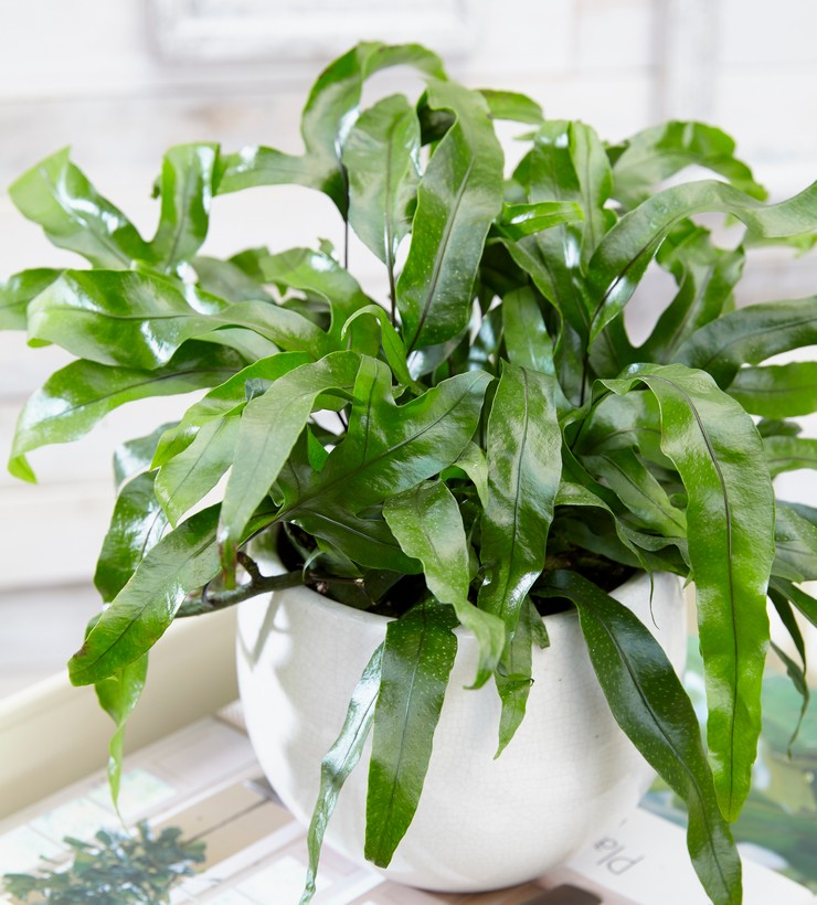 Mikroorumin hoito kotona