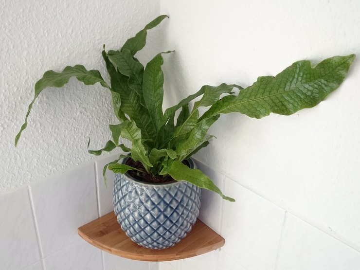 microorum suosii runsasta kastelua