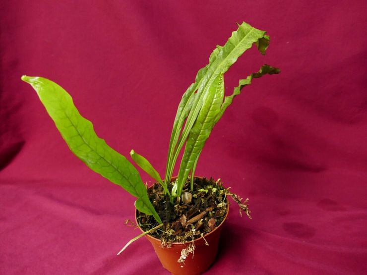 Mikroorumin etenemismenetelmät