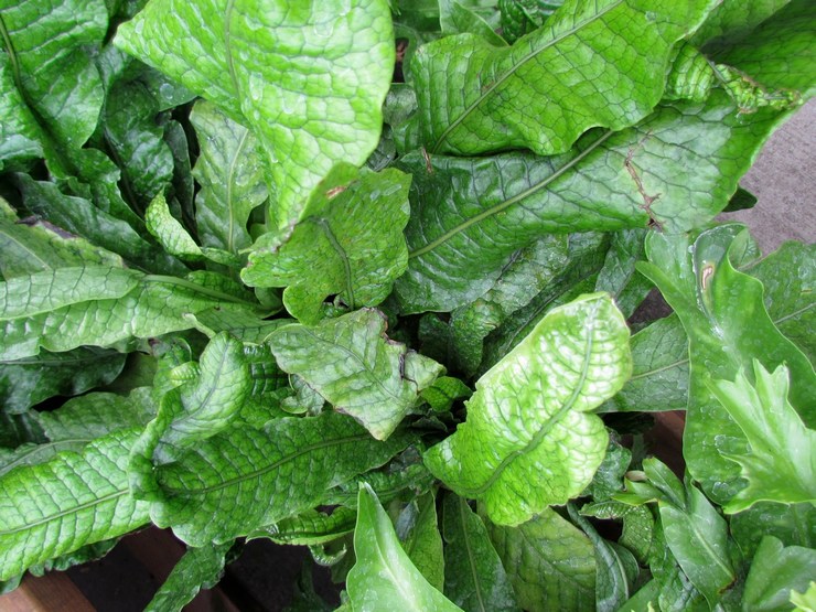 Microsorum banaanilehtinen